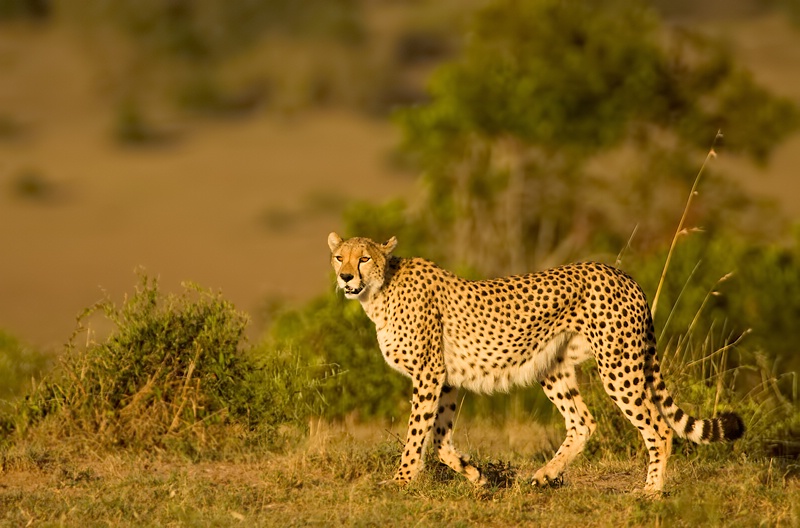 A Cheetah in Mara