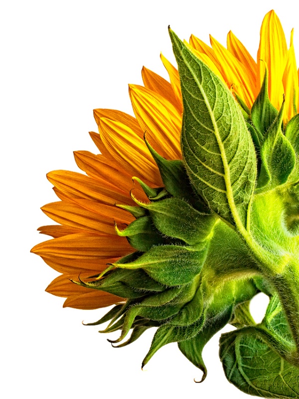 Sunflower in Profile
