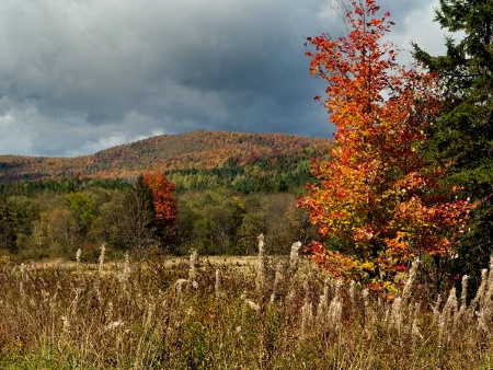 New Hampshire Color