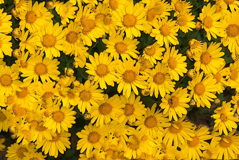 Field of Yellow