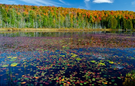 Lilies on the lake