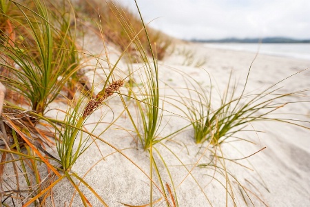 beach grass