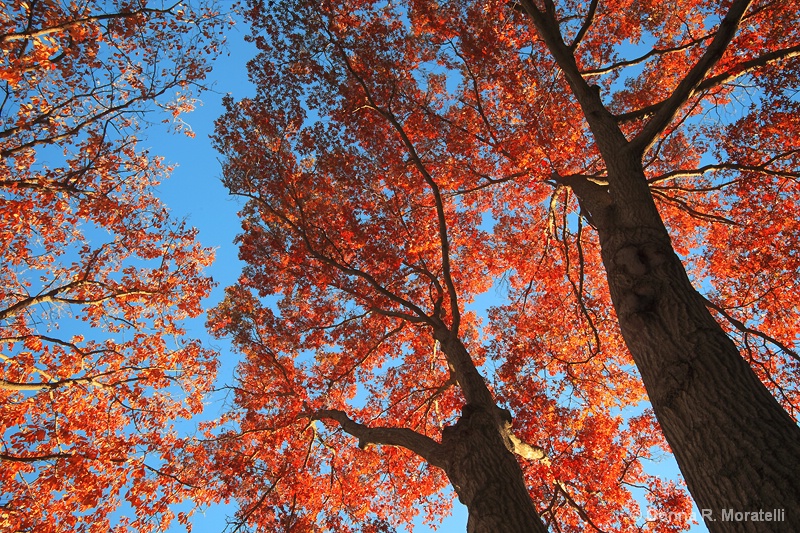 Bold Autumn color