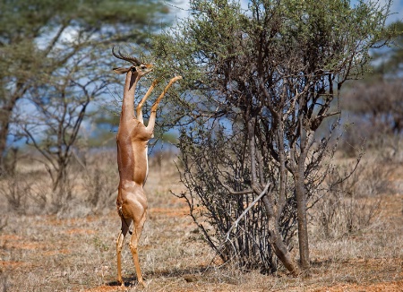 Standing Upright and Eating