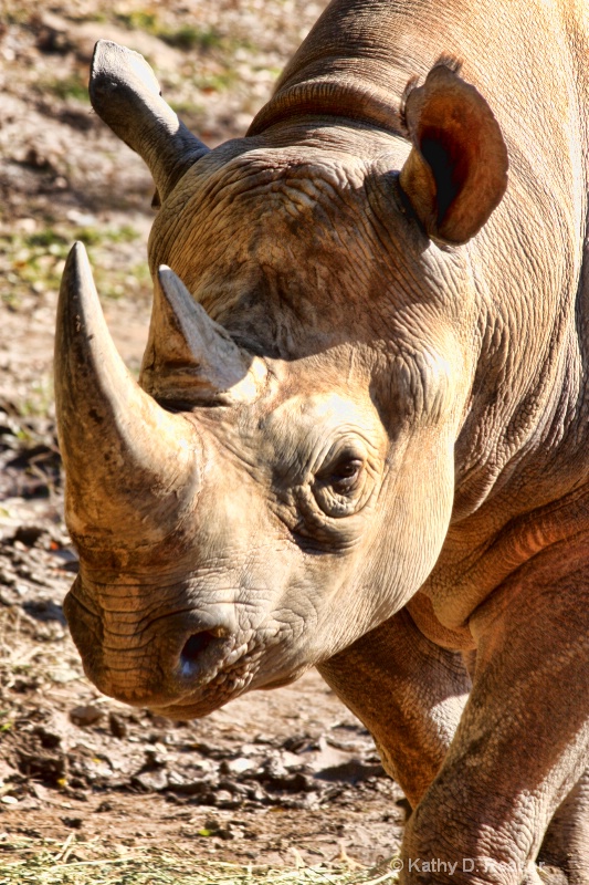 Close Encounter with a Rhino