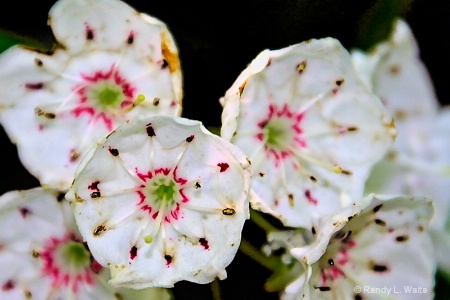 Mountain Laurel