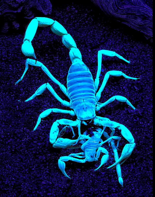 It's A Scorpion Eat Scorpion World!