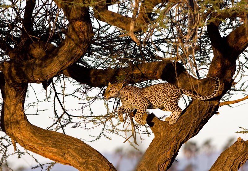 Leopard Jump