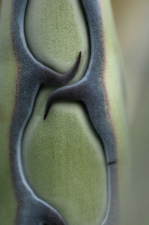 agave