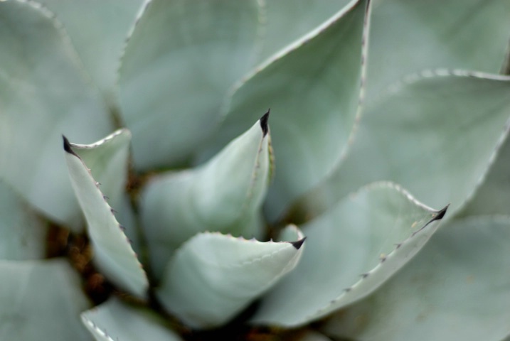 agave