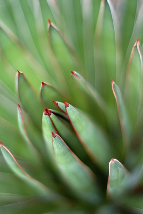 agave