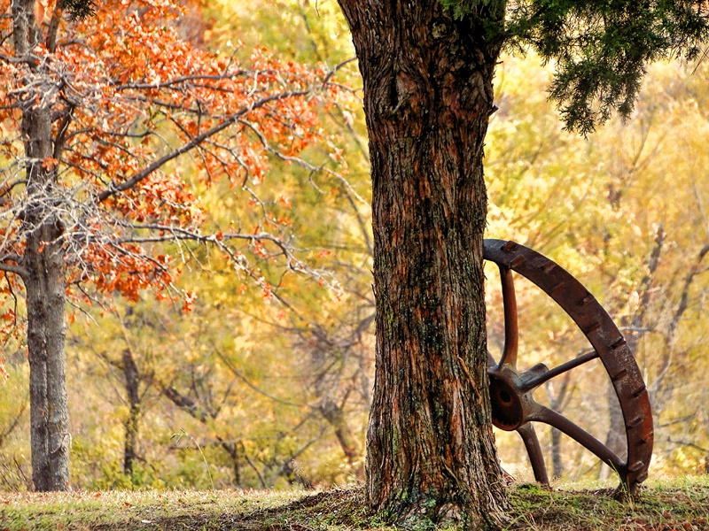 A Tree, A Wheel And Some Autumn Color