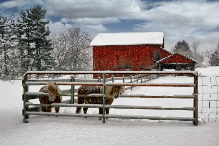 Winter at the Farm