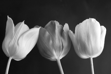 Three tulips 