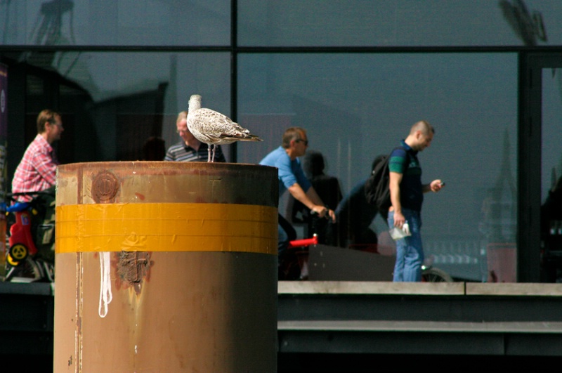 Seagull Looking at Life on Shore