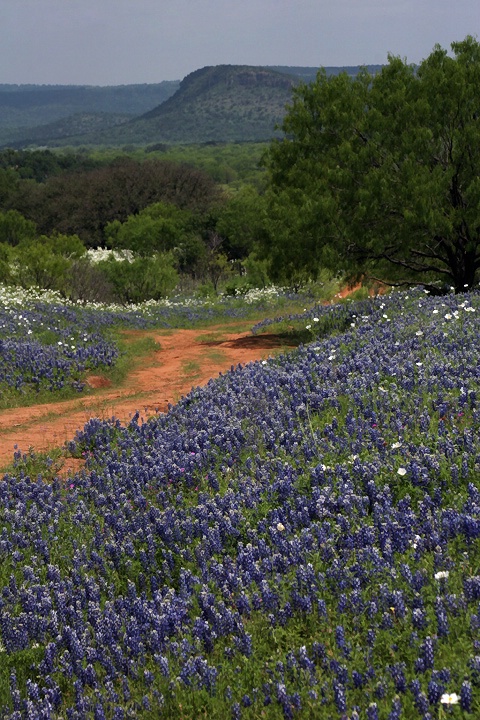 Blues by the Roadside