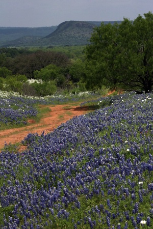 Blues by the Roadside