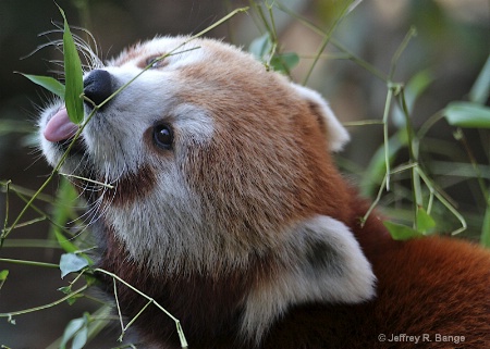 "Red Panda"