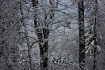 Snow White