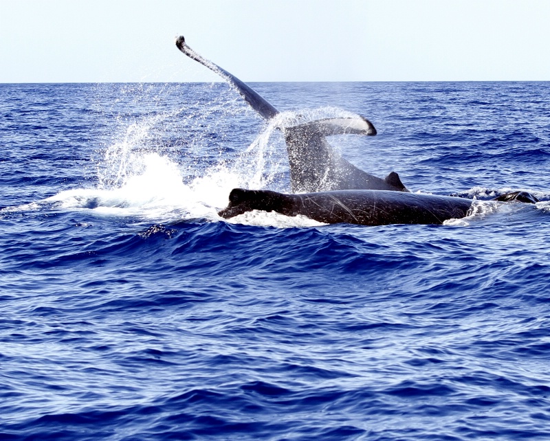 Humback Whales Fighting.