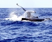 Humback Whales Fi...