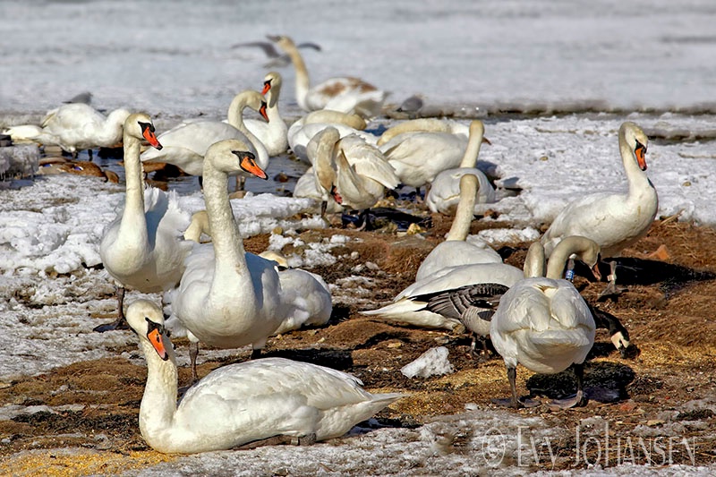 Freezing and Hungry Swans