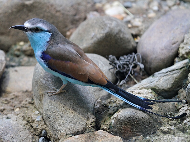 "Racquet-tailed Roller"