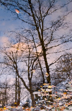 Autumn Leaves and Reflections at Sunset