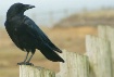 Crow