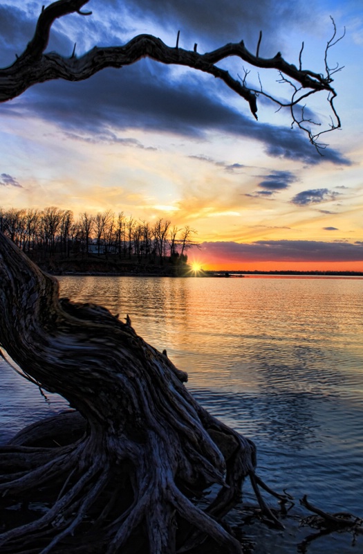 Roots And Sunset