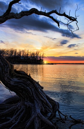 Roots And Sunset