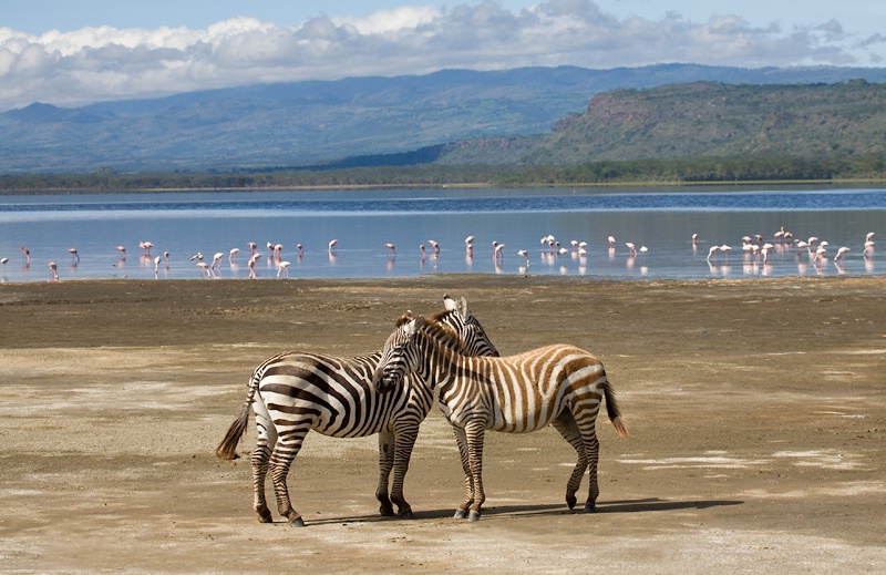 Zebras in Lake Nakuru