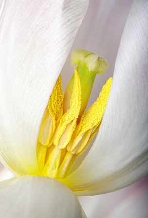 Tulip Stamens