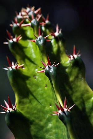 Thorny Crowns