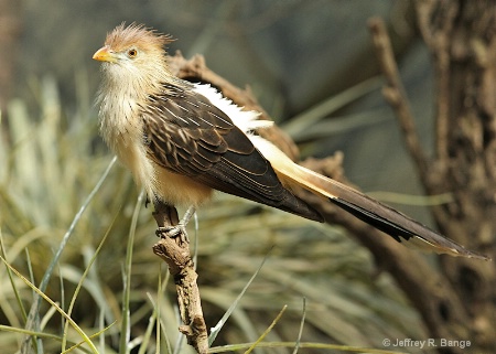 "Bad Hair Day"