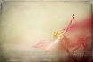 The bloom of a Do...