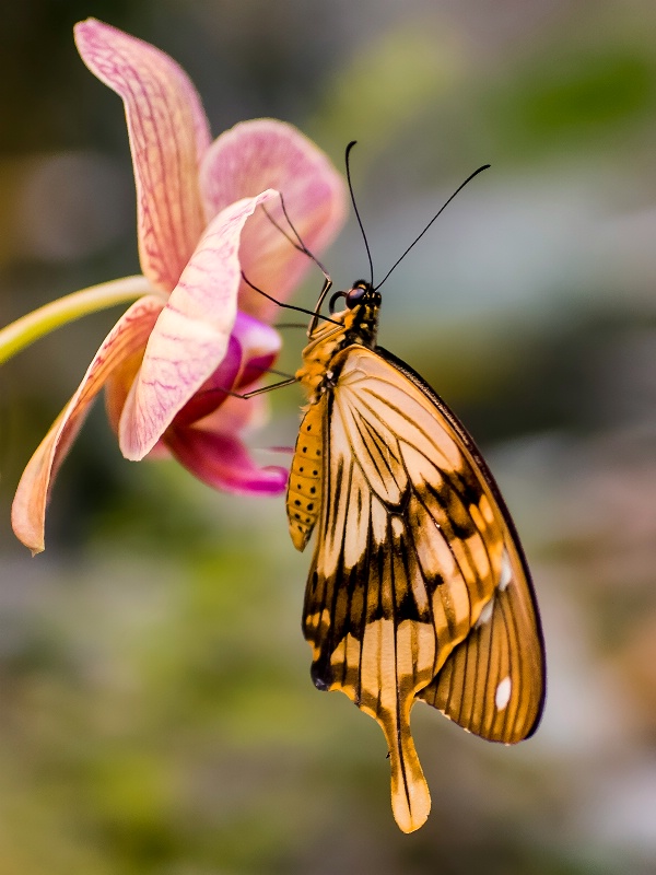 Swallowtail