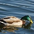 © Gerda Grice PhotoID # 12873487: A Mallard and His Reflection