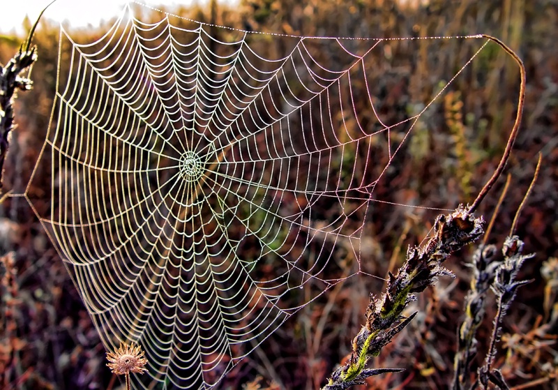 Web In A Field