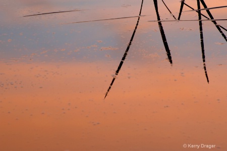 Pond Reeds at Sunset 2