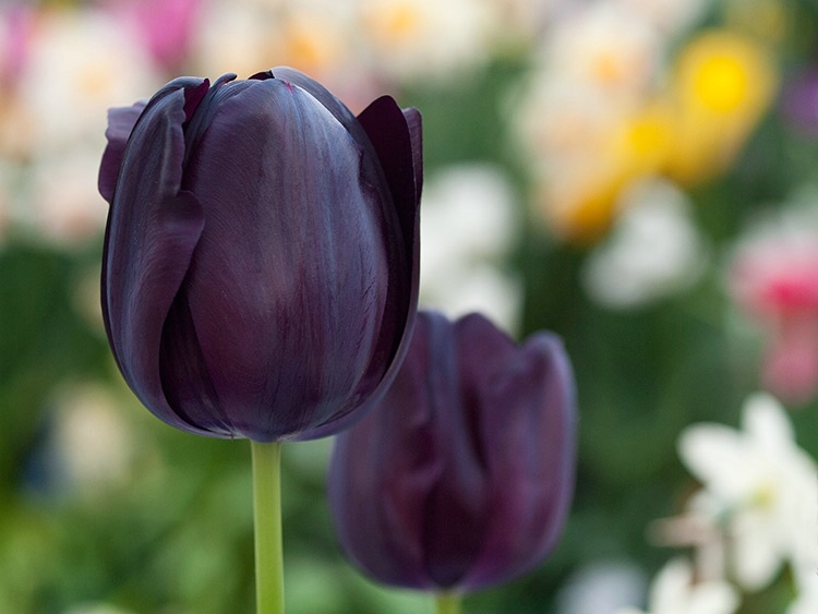 Purple Tulips