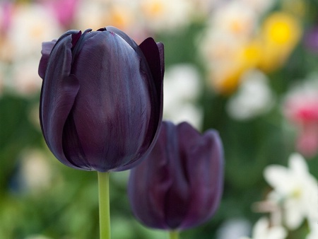 Purple Tulips