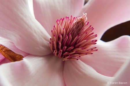 magnolia