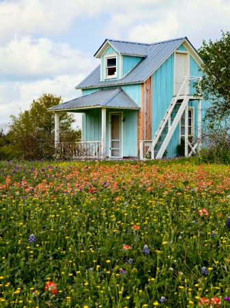 Wildflowers of Texas