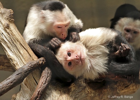 "Daily Grooming"