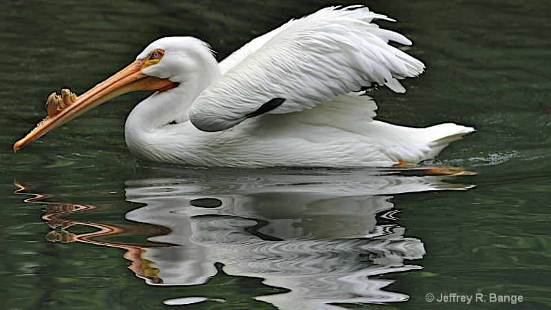 "American White Pelican"