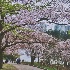 © Gerda Grice PhotoID # 12962467: Springtime in the City
