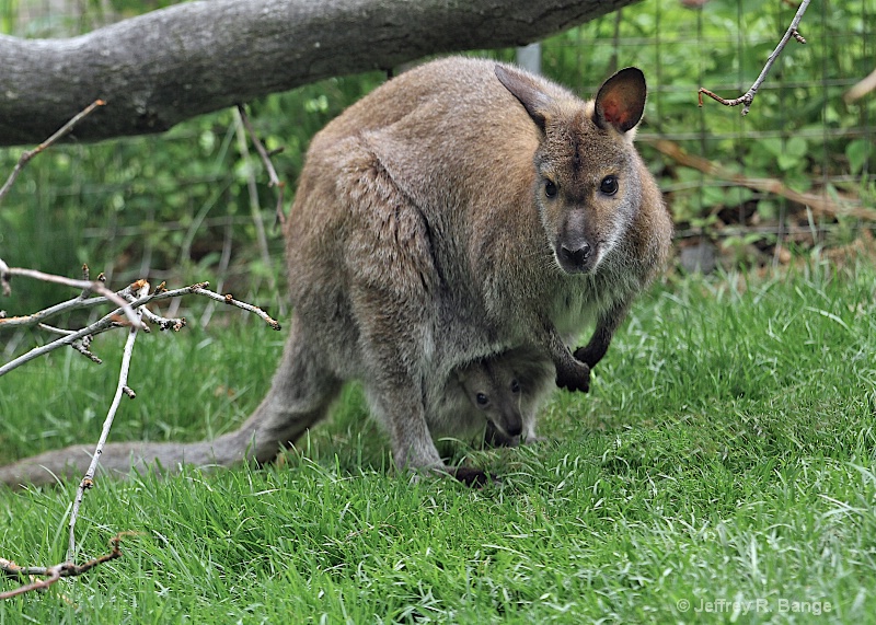 "Wallaby With Baby Joey"