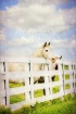 Barn Yard Dreamer