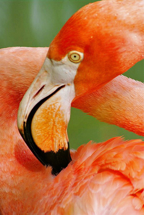 Flamingo Twist